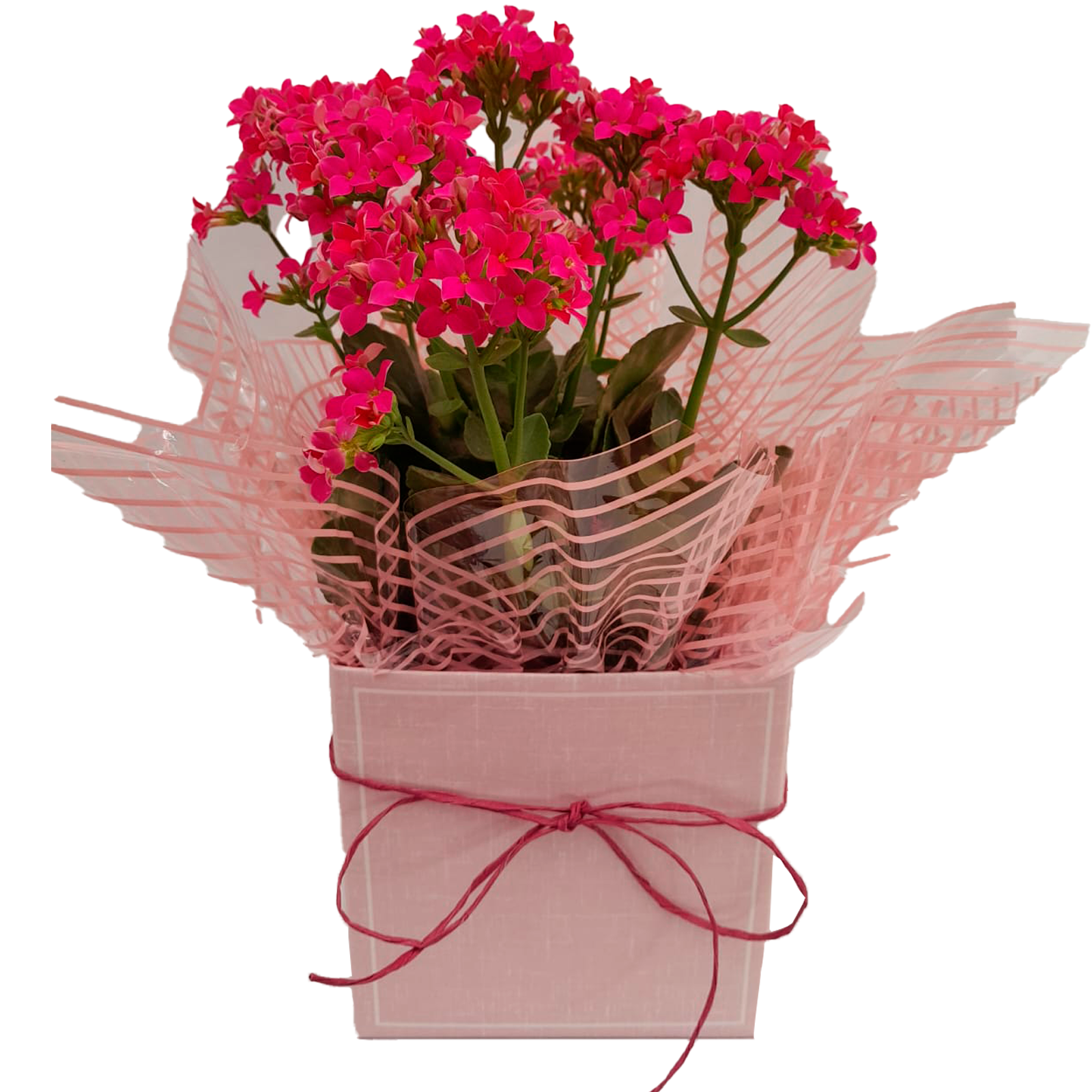 Kalanchoe Rosa Decorada