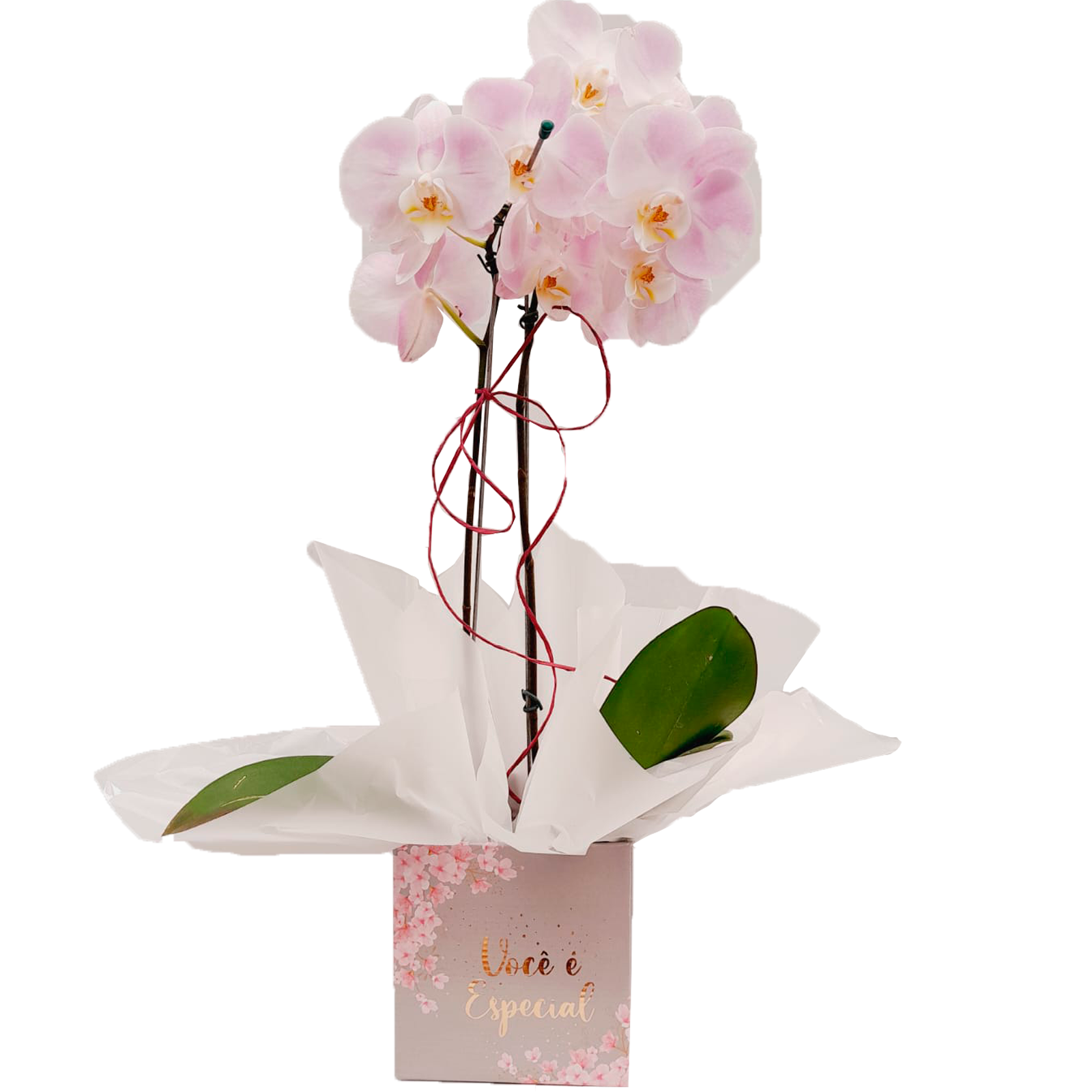 Orqudea Phalaenopsis 3 Hastes Branca com Lils