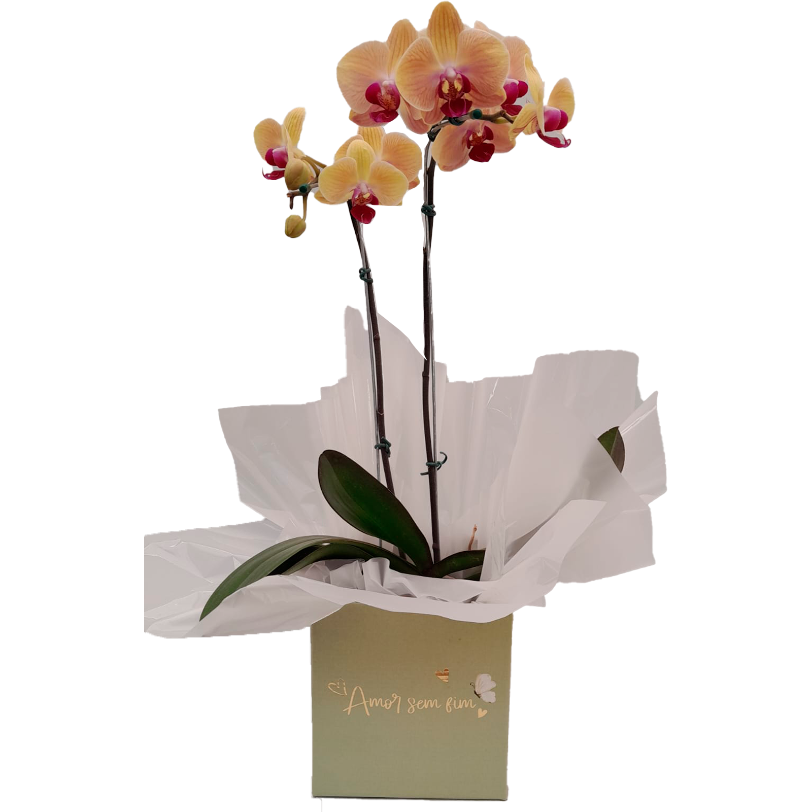 Orqudea Phalaenopsis 3 Hastes Salmo