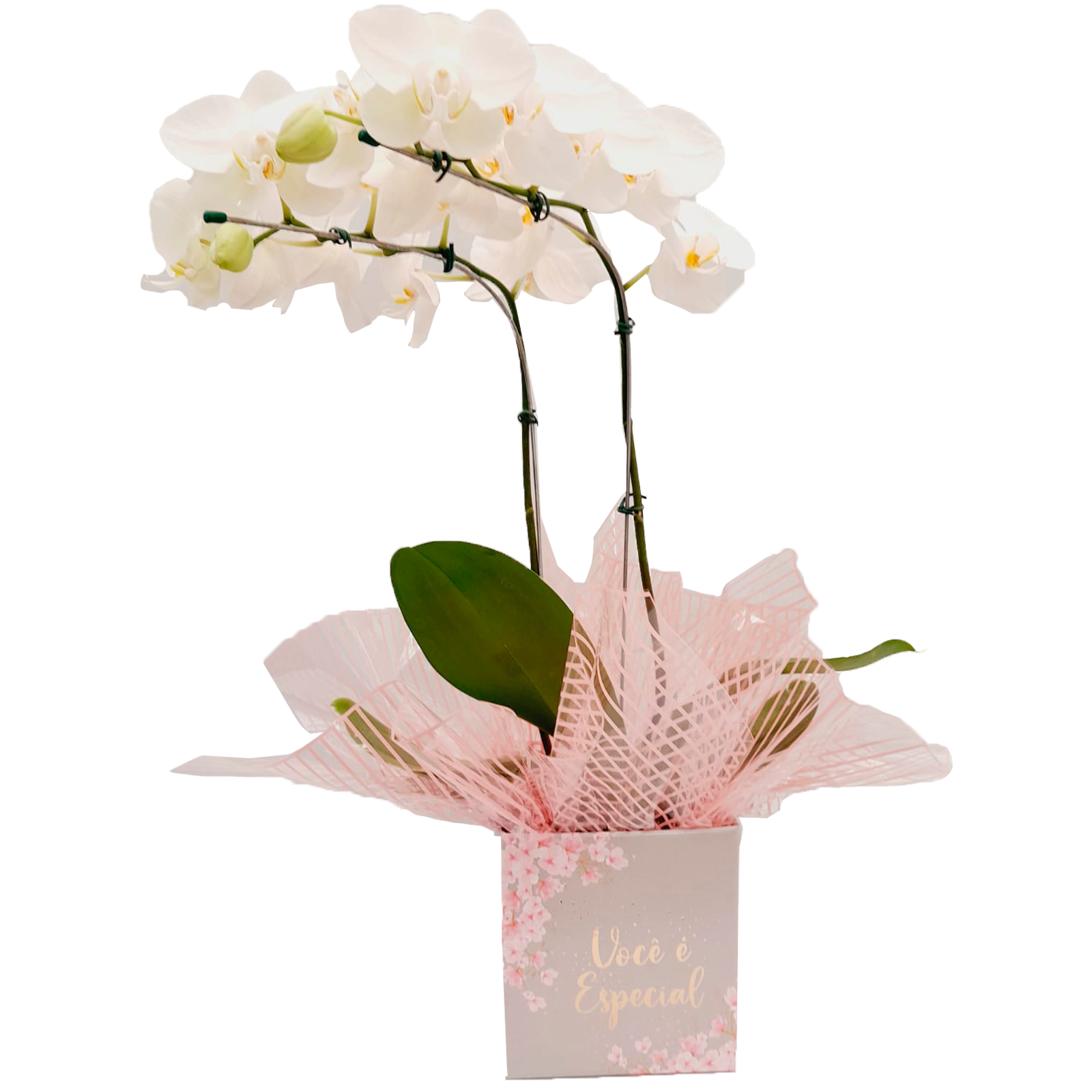Orqudea Phalaenopsis 3 Hastes Branca