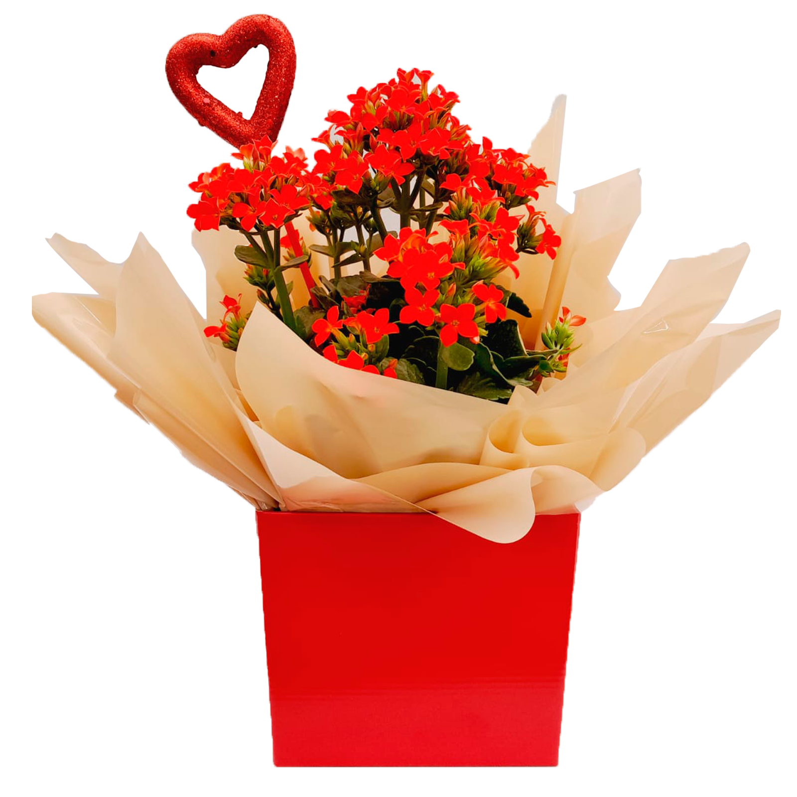 Kalanchoe Vermelha Decorada