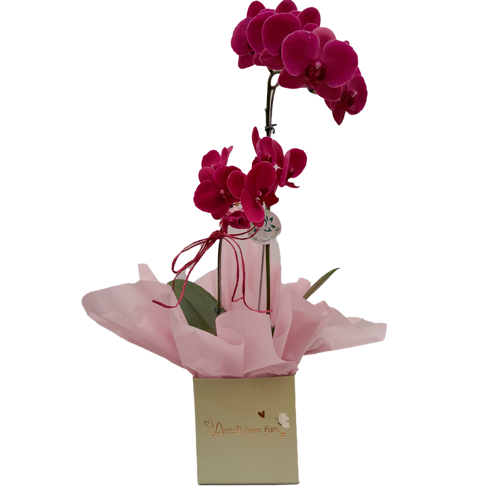 Orquídea Phalaenopsis 2 Hastes